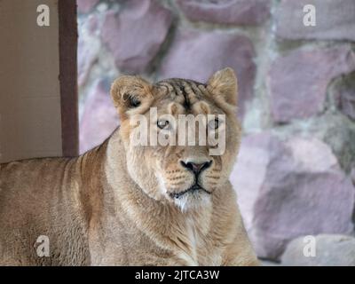 Ritratto leonessa crogiolarsi sotto il caldo sole dopo cena. Foto Stock