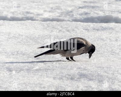 Corvo nero di uccelli che bagna Nel lago. Foto Stock