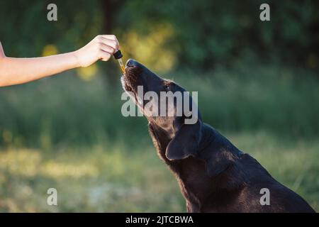 Erogazione dell'olio di canapa CBD al cane con una pipetta contagocce Foto Stock