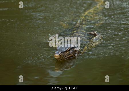 Asian Water Monitor lizard nuoto Foto Stock