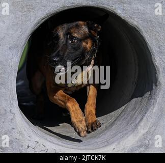 US Air Force Military Working Dog, Ali, assegnato alle forze di sicurezza 633d Squadron corre attraverso un tunnel sul corso di agilità presso la base comune Langley-Eustis, Virginia, 16 agosto 2022. Gli MWG eseguono regolarmente ricerche di rilevamento esplosivo e narcotico di aree, edifici e veicoli casuali e hanno la capacità di individuare individui, compresi i sospetti, utilizzando i loro sensi per difendere la base congiunta e mantenere la comunità al sicuro. (STATI UNITI Foto dell'Aeronautica militare di Airman 1st Class Mikaela Smith) Foto Stock