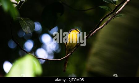 Bella immagine di un uccello minivetto femminile che riposa su un piccolo ramoscello Foto Stock