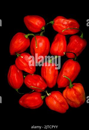 Habanero Peppers Foto Stock