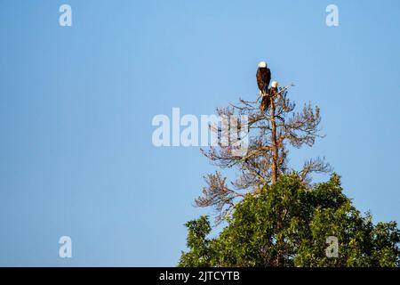 Due aquile adulte calve (Haliaeetus leucocephalus) arroccate su un ramo con spazio copia, orizzontale Foto Stock