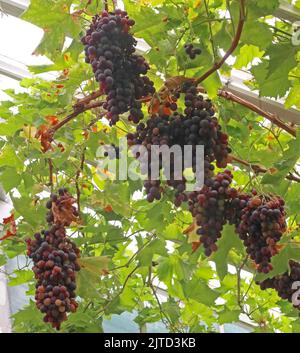 Uva nera coltivata da serra, Grappenhall Walled Garden, Grappenhall Heys, Warrington, Cheshire, Inghilterra, Regno Unito Foto Stock
