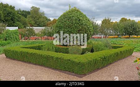 Box hedge Grappenhall Walled Garden, Grappenhall Heys, Warrington, Cheshire, Inghilterra, REGNO UNITO Foto Stock