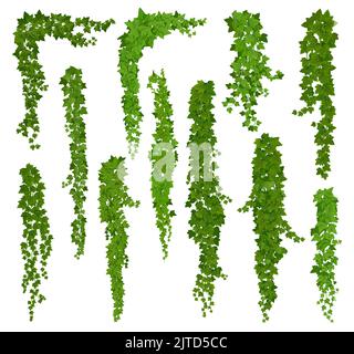 Liana verticale isolata di edera, set vettoriale di vignette verdi con angoli, cornici o bordi delle foglie. Arrampicata hedera superriduttore fogliame di pianta. Rami di tendri anf ivy lianas Illustrazione Vettoriale