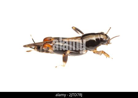 Grasshopper Pygmy più grande (Neotridactylus apicialis) - femmina isolato su sfondo bianco. Foto Stock