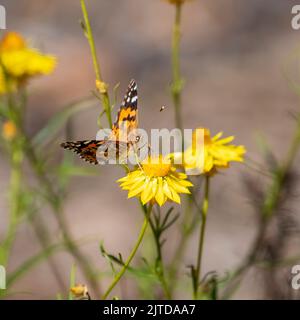 Farfalla australiana dipinta Lady (Vanessa kershawi) appollaiata su un fiore Foto Stock