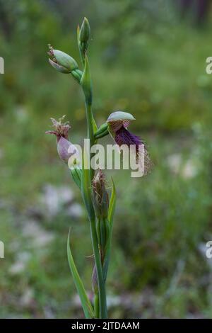 L'Orchidea della barba con purè (Calochillus robertsonii) ha una singola foglia verde scuro e fino a nove fiori da verdi a marroni con strisce rossastre o porpora Foto Stock