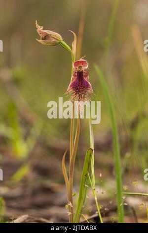 L'Orchidea della barba con purè (Calochillus robertsonii) ha una singola foglia verde scuro e fino a nove fiori da verdi a marroni con strisce rossastre o porpora Foto Stock