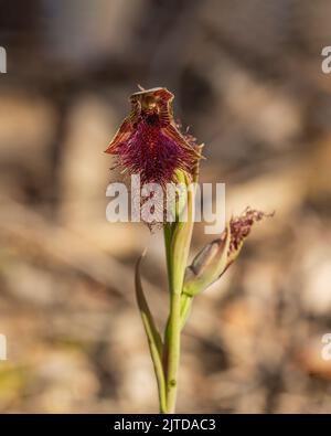 L'Orchidea della barba con purè (Calochillus robertsonii) ha una singola foglia verde scuro e fino a nove fiori da verdi a marroni con strisce rossastre o porpora Foto Stock