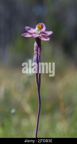 I fiori rosa di salmone di piante native endemiche al sud-est dell'Australia, noto come Salmon Sun Orchid (Thelymacra rubra) Foto Stock