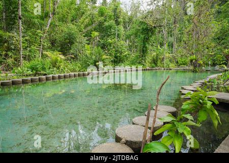 Recentemente popolare attrazione Ban Nam Rad Watershed Forest a Khiri Rat Nikhom distretto, Surat Thani provincia, Thailandia. Foto Stock