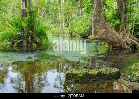 Recentemente popolare attrazione Ban Nam Rad Watershed Forest a Khiri Rat Nikhom distretto, Surat Thani provincia, Thailandia. Foto Stock