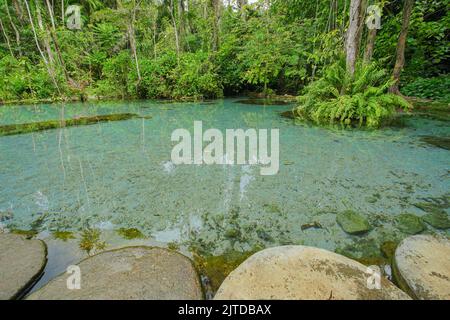 Recentemente popolare attrazione Ban Nam Rad Watershed Forest a Khiri Rat Nikhom distretto, Surat Thani provincia, Thailandia. Foto Stock