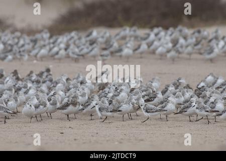 Un gregge di dunlin (Calidris alpina) sulla spiaggia di Point Reyes National Seashore nel nord della California, USA. Foto Stock