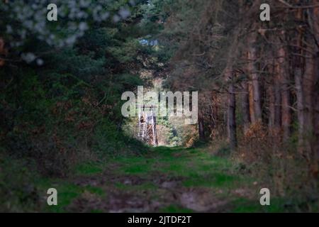 Caccia stand nella radura della foresta Foto Stock