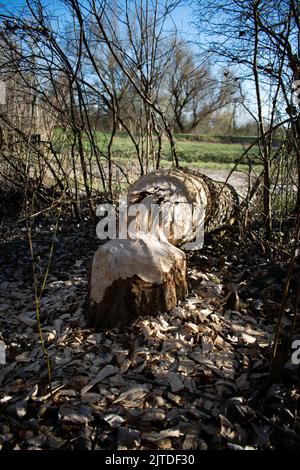 Albero abbattuto da Beavers Eurasian Foto Stock