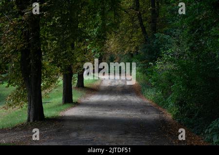 pista non asfaltata fiancheggiata da alberi enormi Foto Stock