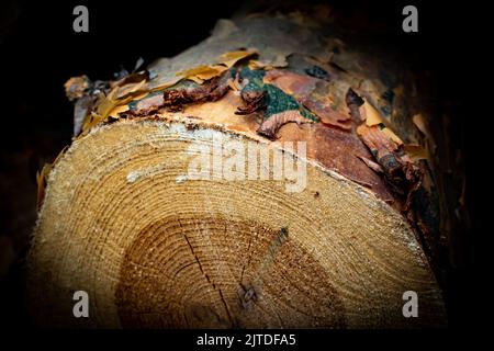 Anelli di albero visti in tronchi di legno tagliati Foto Stock