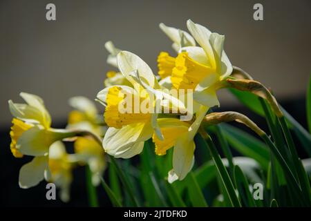 Fiore giallo daffodil in giardino Foto Stock