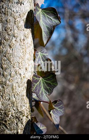 Tronco di albero con edera che lo cresce. Foto Stock