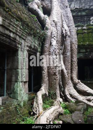 La natura ritorna nel tempio della giungla Foto Stock