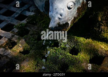 Uscita fontana a forma di pesce Foto Stock