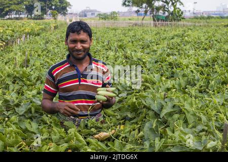 Gli ortaggi diventano il principale raccolto di denaro per gli agricoltori rurali del Bangladesh. L'agricoltura vegetale commerciale è redditizia e sta ottenendo popolarità agli agricoltori. Foto Stock