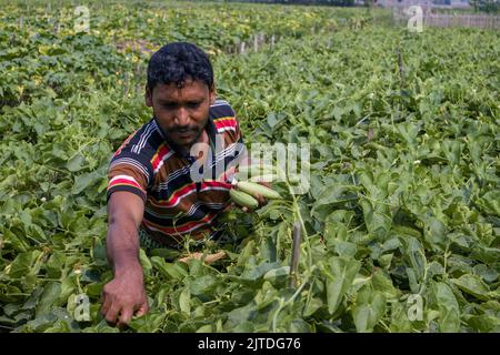 Gli ortaggi diventano il principale raccolto di denaro per gli agricoltori rurali del Bangladesh. L'agricoltura vegetale commerciale è redditizia e sta ottenendo popolarità agli agricoltori. Foto Stock