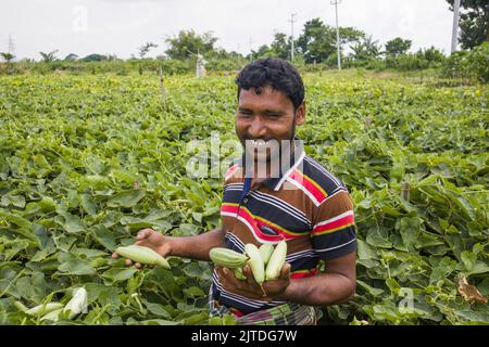 Gli ortaggi diventano il principale raccolto di denaro per gli agricoltori rurali del Bangladesh. L'agricoltura vegetale commerciale è redditizia e sta ottenendo popolarità agli agricoltori. Foto Stock