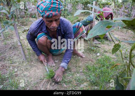 Gli ortaggi diventano il principale raccolto di denaro per gli agricoltori rurali del Bangladesh. L'agricoltura vegetale commerciale è redditizia e sta ottenendo popolarità agli agricoltori. Foto Stock