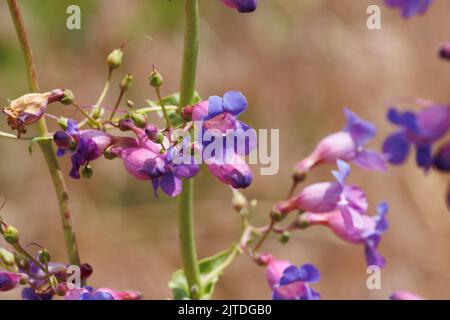 Porpora fioritura polideterminato dichasiato thyrse di Pendemon spectabilis, Plantaginaceae, nativo nelle montagne di San Bernardino, Springtime. Foto Stock