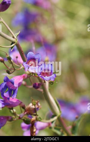 Porpora fioritura polideterminato dichasiato thyrse di Pendemon spectabilis, Plantaginaceae, nativo nelle montagne di San Bernardino, Springtime. Foto Stock