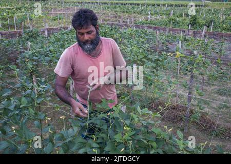 Gli ortaggi diventano il principale raccolto di denaro per gli agricoltori rurali del Bangladesh. L'agricoltura vegetale commerciale è redditizia e sta ottenendo popolarità agli agricoltori. Foto Stock