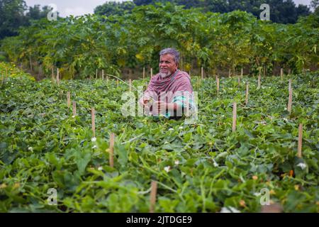 Gli ortaggi diventano il principale raccolto di denaro per gli agricoltori rurali del Bangladesh. L'agricoltura vegetale commerciale è redditizia e sta ottenendo popolarità agli agricoltori. Foto Stock