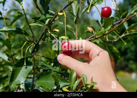 La mano di una donna raccoglie bacche di ciliegia matura da un ramo. Raccolta di ciliegie. Il concetto di cibo biologico sano Foto Stock