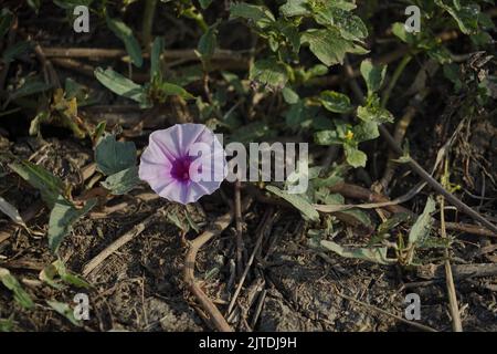 Fiore di patata dolce (Ipomoea batatatas) in Indonesia Foto Stock