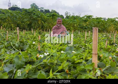 Gli ortaggi diventano il principale raccolto di denaro per gli agricoltori rurali del Bangladesh. L'agricoltura vegetale commerciale è redditizia e sta ottenendo popolarità agli agricoltori. Foto Stock