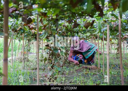 Gli ortaggi diventano il principale raccolto di denaro per gli agricoltori rurali del Bangladesh. L'agricoltura vegetale commerciale è redditizia e sta ottenendo popolarità agli agricoltori. Foto Stock