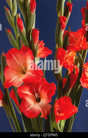 Bouquet di gladioli rossi su sfondo blu scuro. Biglietto d'auguri floreale verticale per le festività. Foto Stock