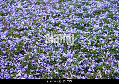 28th aprile 2022. Kathmandu, Nepal. Bella fioritura di un albero Jacaranda sulla strada della valle di Kathmandu. Foto Stock