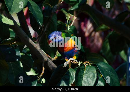 Pappagallo lorikeet arcobaleno seduto su un ramo d'albero in un giardino estivo Foto Stock