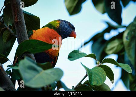 Pappagallo lorikeet arcobaleno seduto su un ramo d'albero in un giardino estivo Foto Stock