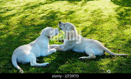 Coppia di cuccioli di labrador gialli che giocano sull'erba - John Gollop Foto Stock