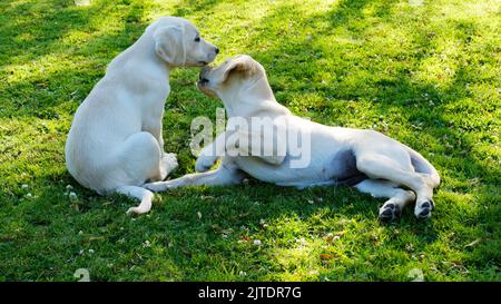 Coppia di cuccioli di labrador gialli che giocano sull'erba - John Gollop Foto Stock