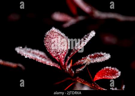 Primo piano del fogliame congelato di colore rosso con piccoli cristalli di ghiaccio. Foto Stock