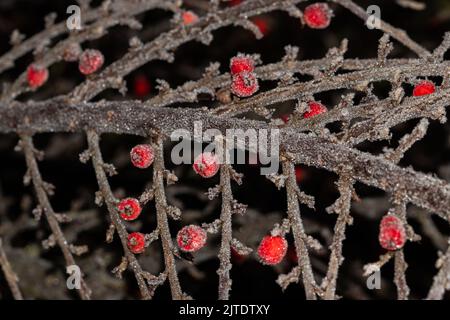 Primo piano di bacche congelate di colore rosso su un ramo con piccoli cristalli di ghiaccio. Foto Stock