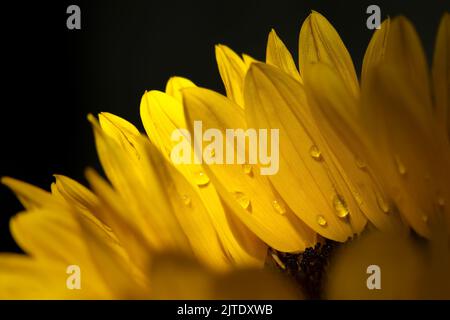 un girasole con gocce d'acqua su sfondo nero Foto Stock